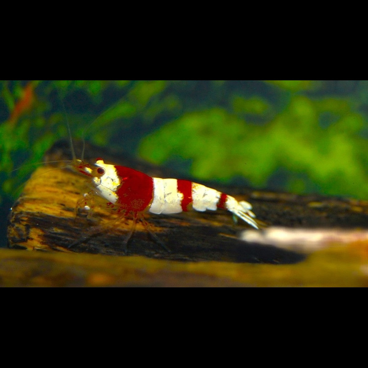 Crevette Crystal Red (Caridina cantonensis « crystal red »)