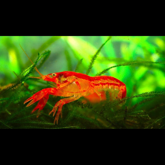 Écrevisse Orange Naine (Cambarellus patzcuarensis orange) – Sur commande