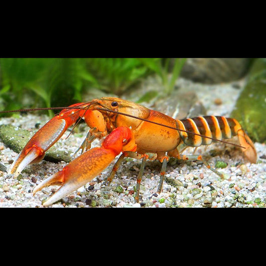 Écrevisse Zèbre sauvage (Cherax pecknyi) – Sur commande