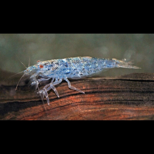 Crevette Pilipes sauvage (Atyoida pilipes) – Sur commande