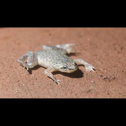 Grenouille Naine (Hymenochirus boettgeri) – Sur commande – par 10