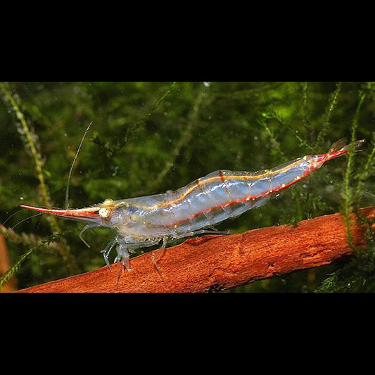 Crevette Pinocchio sauvage (Caridina gracilirostris) – Sur commande