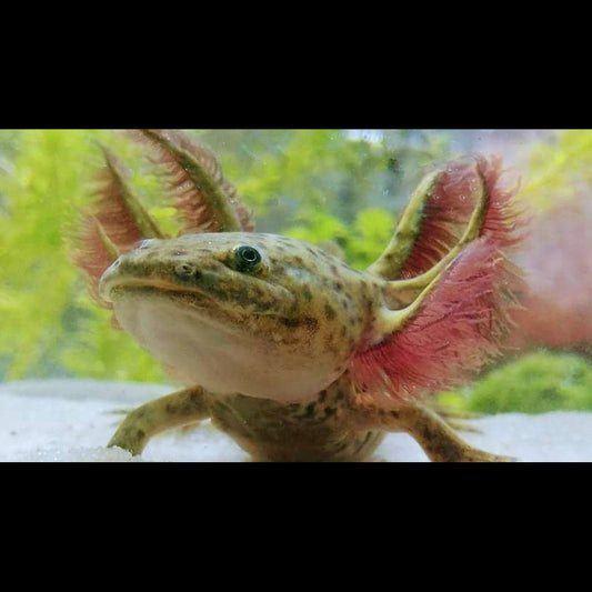Axolotl (Ambystoma mexicanum (EU-BRED)) – Sur commande
