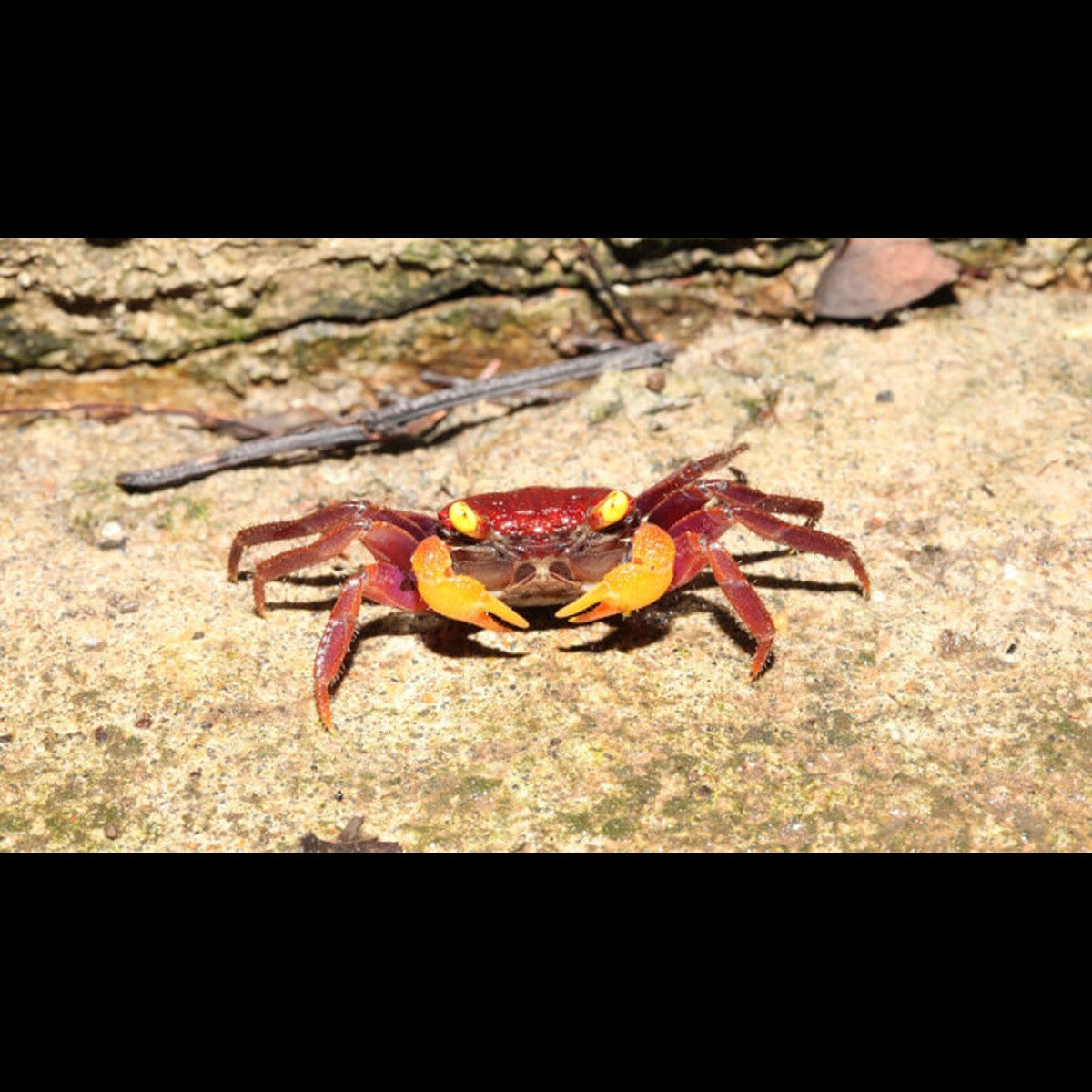 Crabe Vampire Poing DE FER sauvage (Geosesarma sp. iron fist) – Sur commande