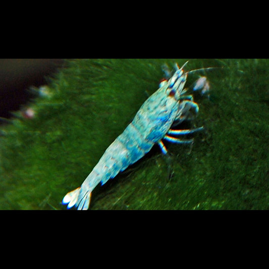 Crevette BLUE BOLT (Caridina cantonensis blue bolt) – Sur commande