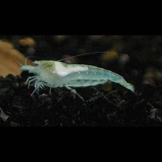 Crevette White Pearl (Neocaridina cf. zhangjiajiensis) – Sur commande – par 10