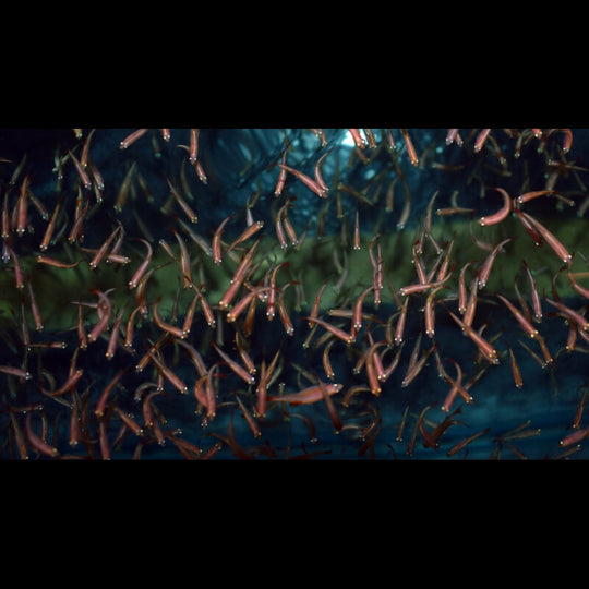 PREY FISH (Prey fish) – Sur commande – par 10
