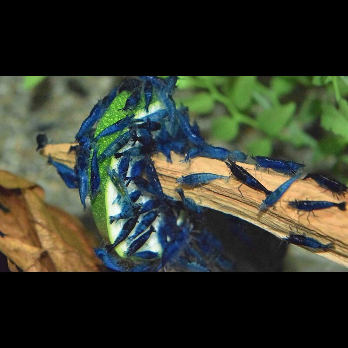 Crevette BLEU Velvet (Neocaridina davidi blue velvet) – Sur commande – par 10