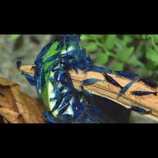 Crevette BLEU Velvet (Neocaridina davidi blue velvet) – Sur commande – par 10