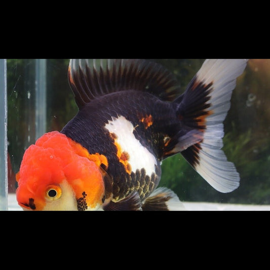 TÊTE DE LION Tricolor (Car. AUR. lionhead tricolor 5/6) – Sur commande