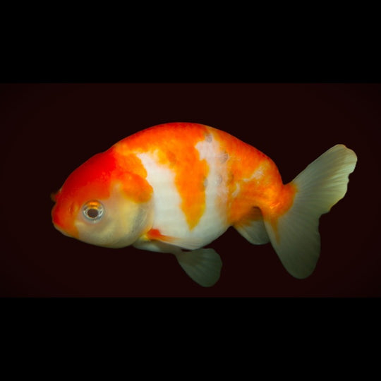 Voile DE Chine Ranchu Rouge/blanc (Car. AUR. ranchu RED/WHITE 5/6) – Sur commande