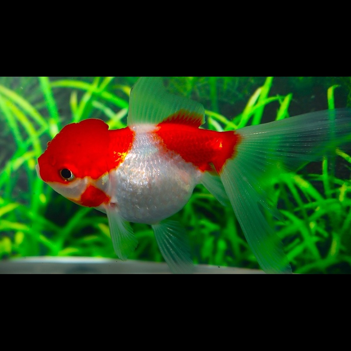 TÊTE DE LION Rouge/blanc (Car. AUR. lionhead RED/WHITE 5/6) – Sur commande