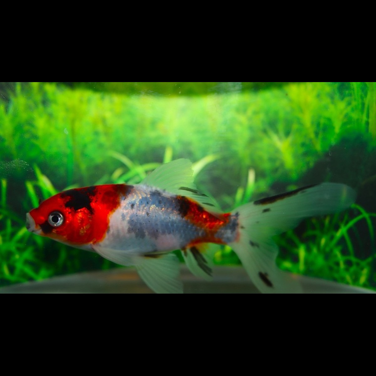Poisson Rouge Shubunkin (Car. auratus shubunkin 4/7) – Sur commande