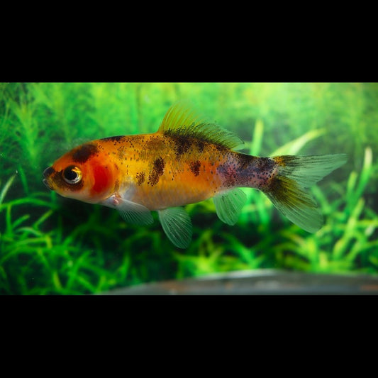 Poisson Rouge Shubunkin Jaune (Car. auratus shubunkin yellow 4/7) – Sur commande – par 10