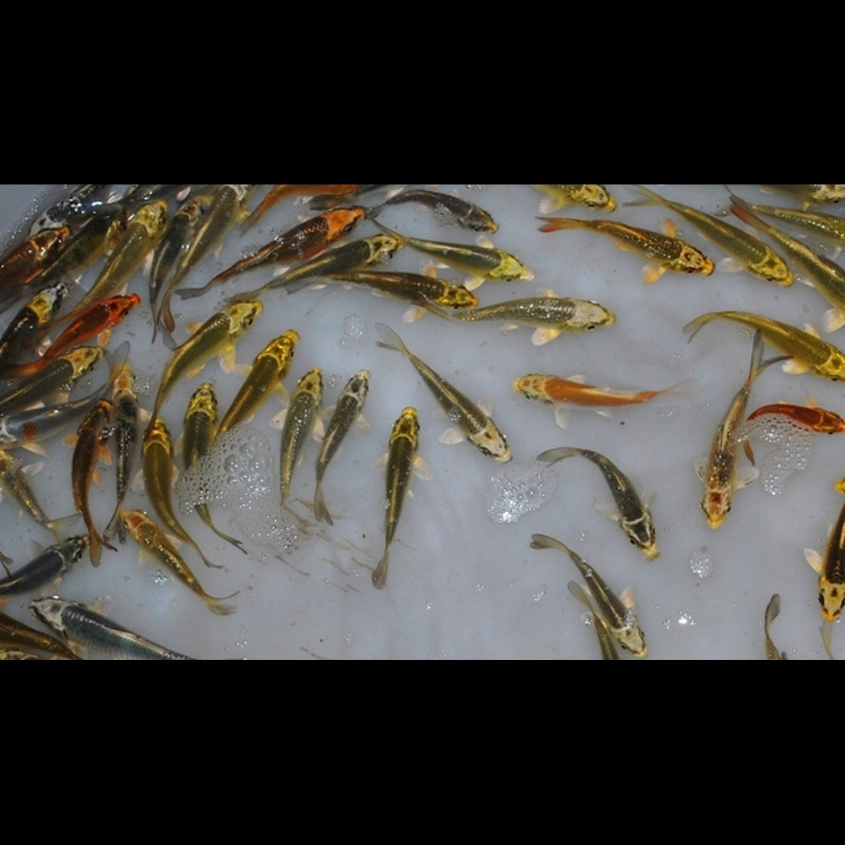 Carpe KOI Ghost (Cyp. carpio koi ghost 10/12) – Sur commande