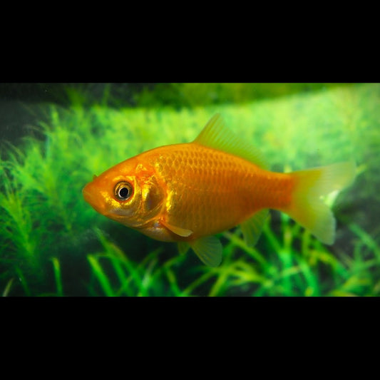 Poisson Rouge Jaune (Car. auratus yellow 4/7) – Sur commande