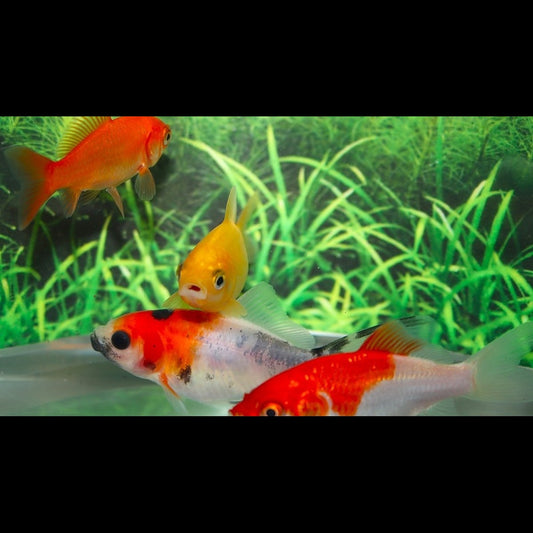 Poisson Rouge Assortis (Car. auratus goldfish mix 10/12) – Sur commande