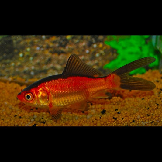Poisson Rouge ET NOIR (Car. auratus RED/BLACK 10/12) – Sur commande