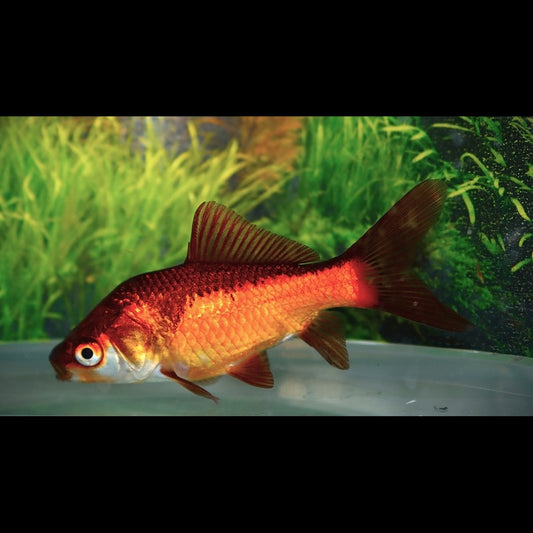 Poisson Rouge Jaune/noir (Car. auratus YELLOW/BLACK 10/12) – Sur commande