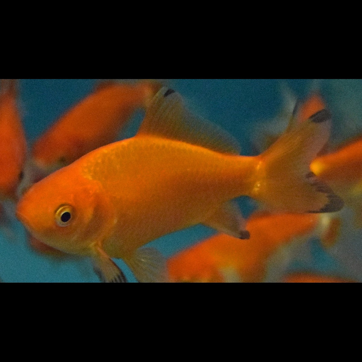 Poisson Rouge Wakin Rouge (Car. auratus wakin red 10/12) – Sur commande
