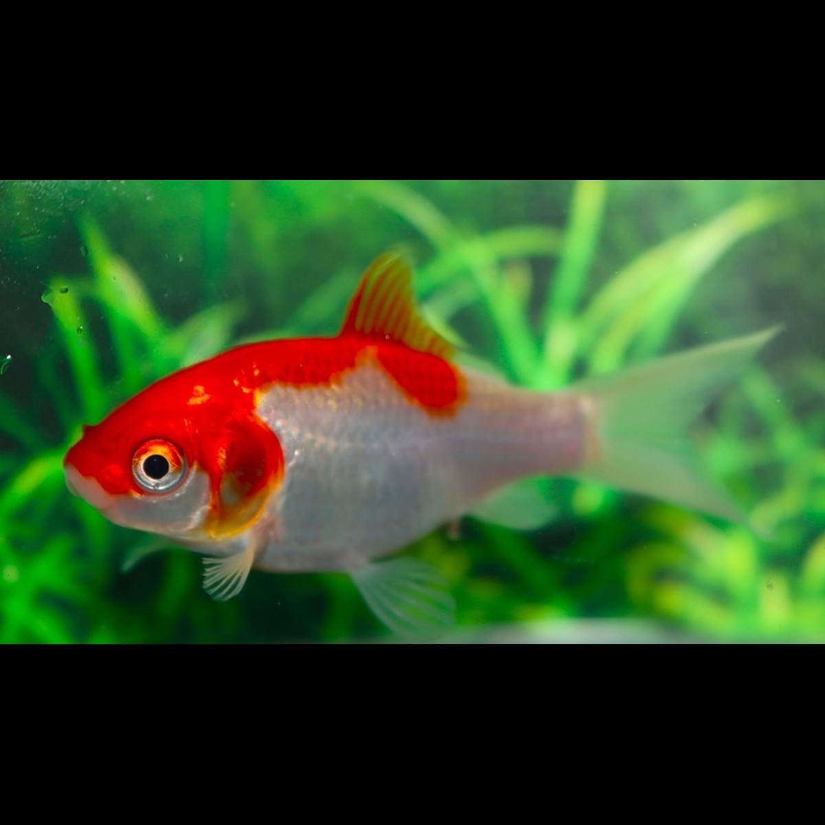 Poisson Rouge Sarasa (Car. auratus sarasa 4/7) – Sur commande