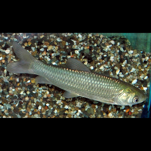 Carpe Amour (Ctenopharyngodon idella 12/16) – Sur commande