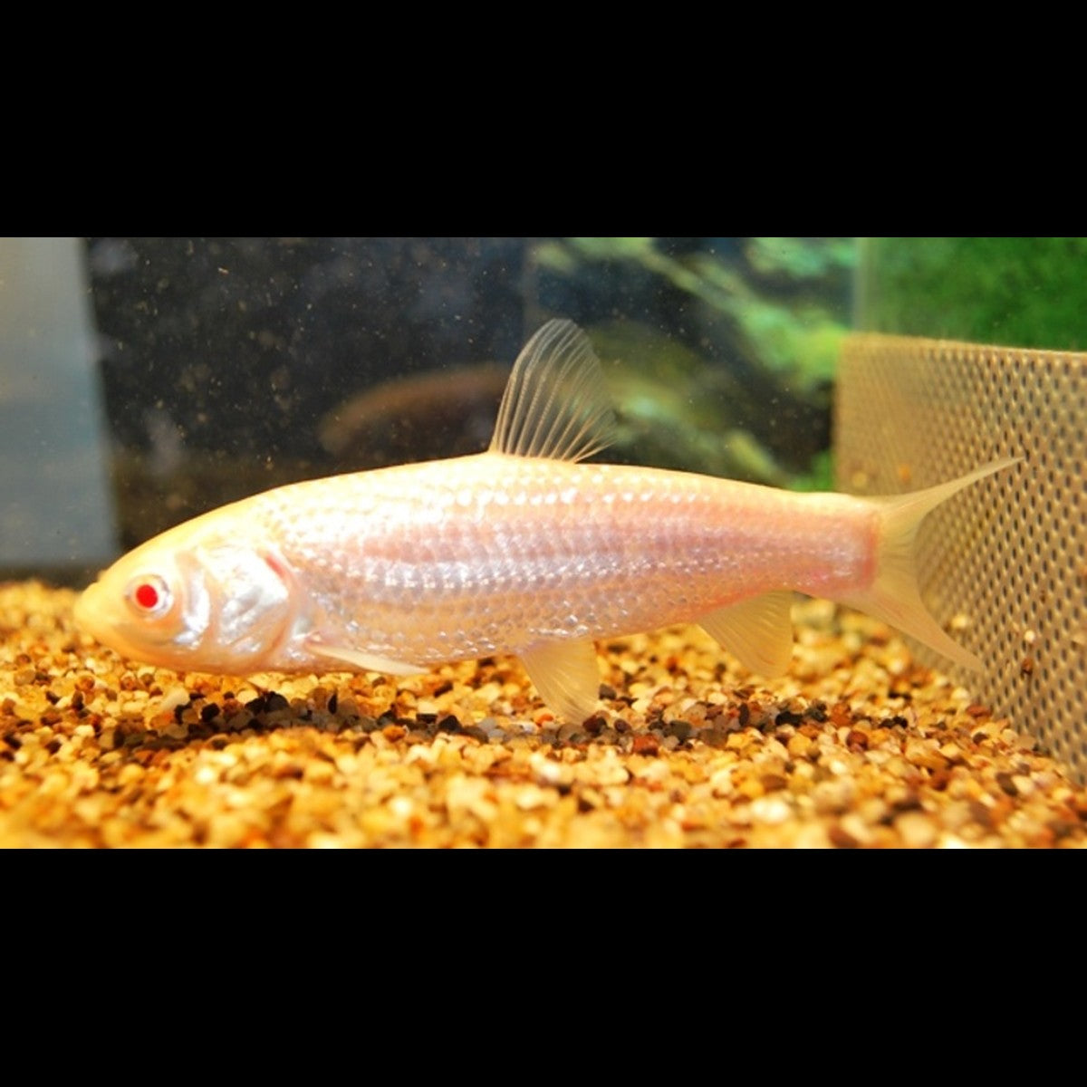 Carpe Amour Albinos (Ctenopharyngodon idella albino 12/16) – Sur commande