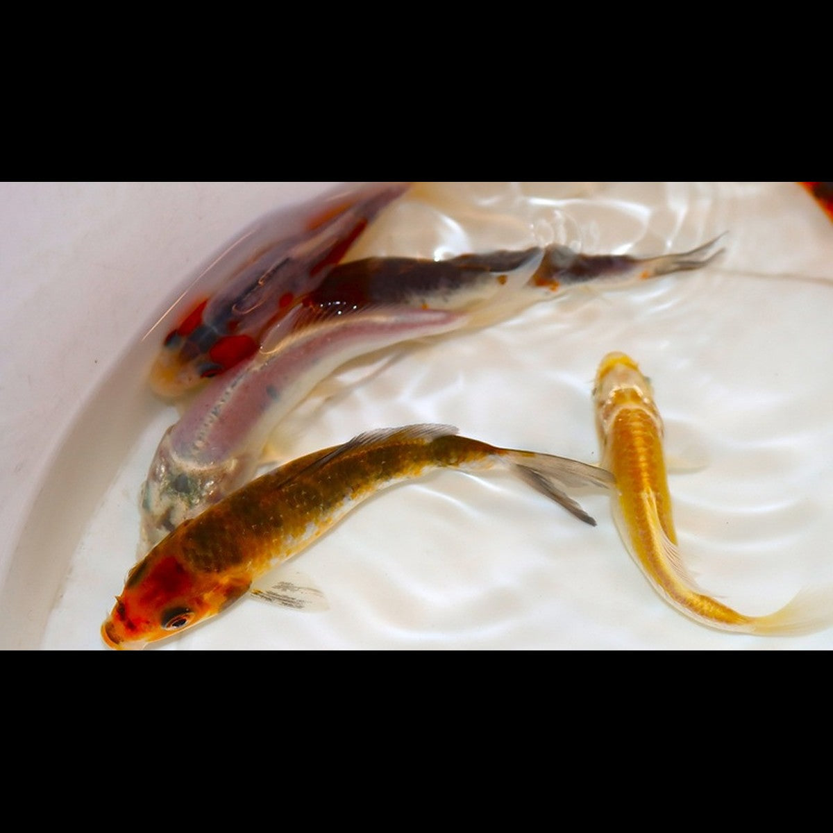 Carpe KOI Europe (Cyp. carpio koi europe 7/10) – Sur commande