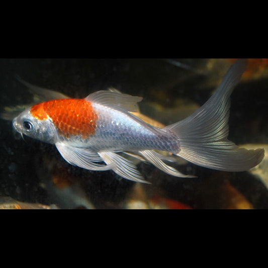 Carpe Butterfly KOI Europe (Cyp. carpio koi butterfly europe 12/16) – Sur commande