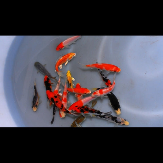 Carpe KOI Extra Couleur Europe (Cyp. carpio koi extra color europe 12/16) – Sur commande