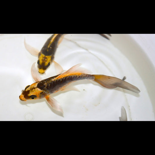 Carpe KOI Kabuto Europe (Cyp. carpio koi kabuto 12/16) – Sur commande