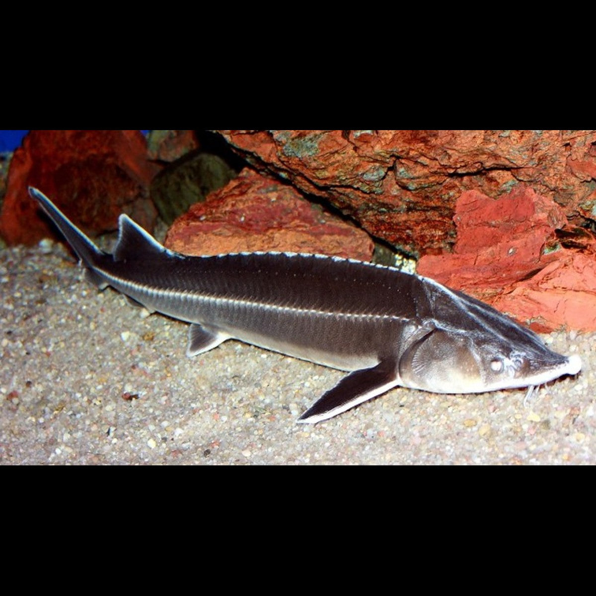 Esturgeon sterlet (Acipenser ruthenus (EU-BRED))