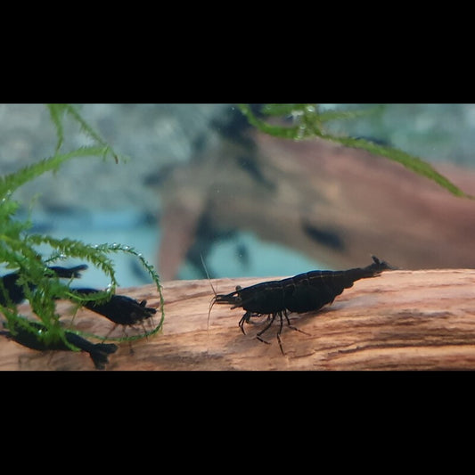 Crevette NOIR (Neocaridina davidi black) – Sur commande – par 10