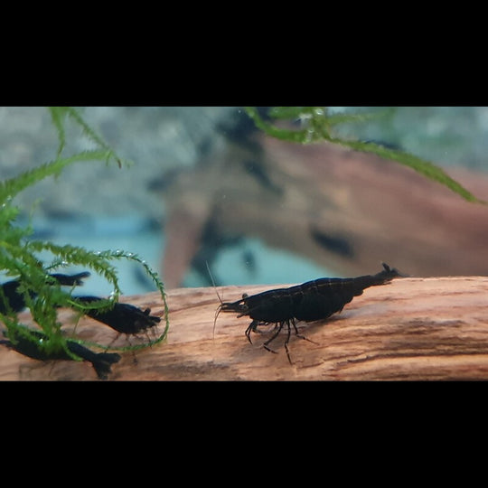Crevette NOIR (Neocaridina davidi black) – Sur commande – par 10