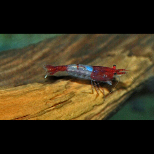 Crevette RED RILI (Neocaridina davidi red rili) – Sur commande