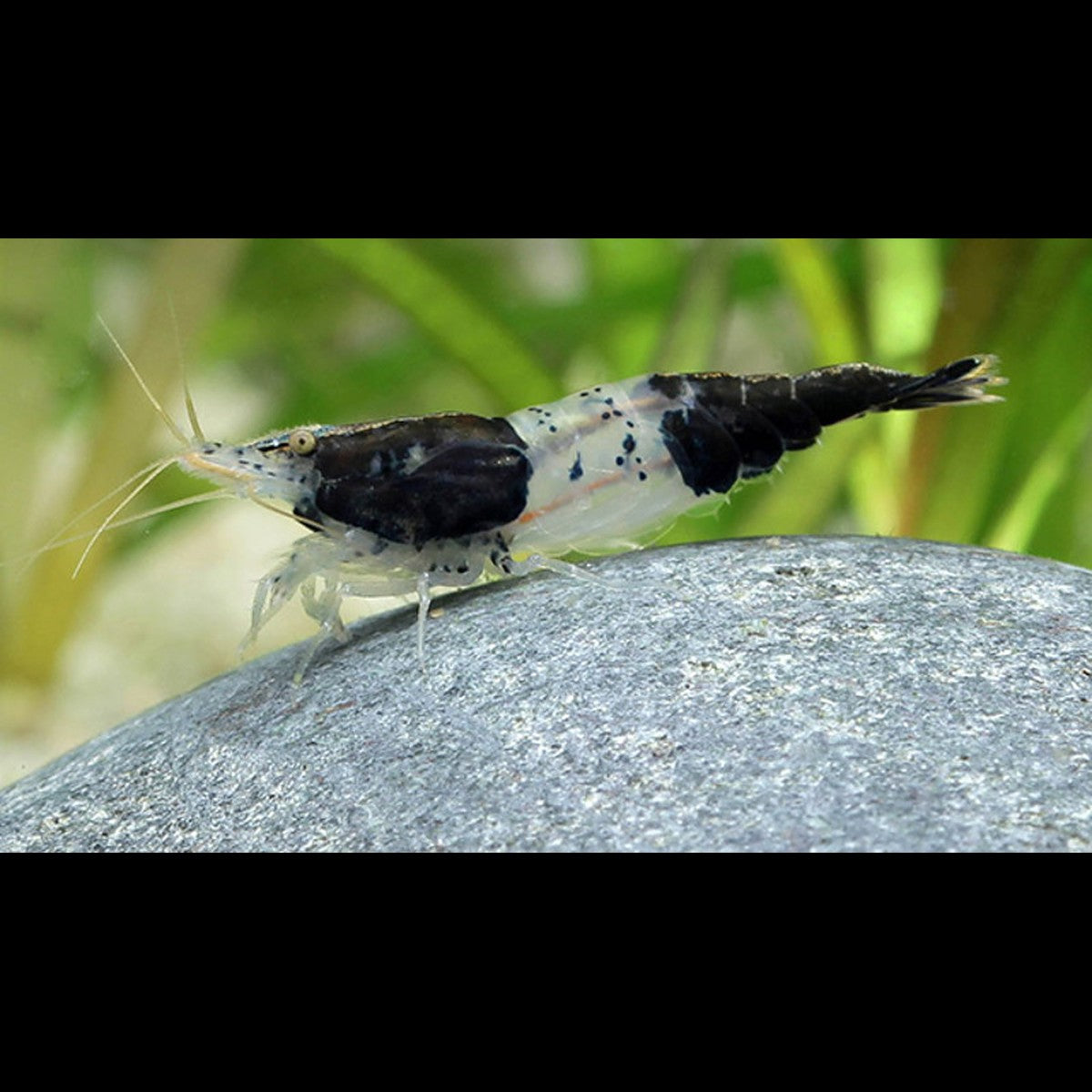 Crevette Black RILI (Neocaridina davidi black rili) – Sur commande
