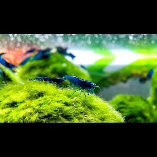Crevette BLUE Diamond (Neocaridina davidi blue diamond) – Sur commande