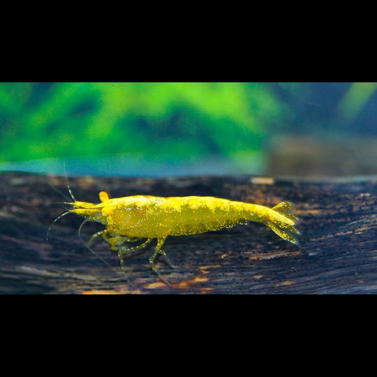 Crevette Yellow FIRE Golden EYE (Car. davidi yellow fire golden eye) – Sur commande