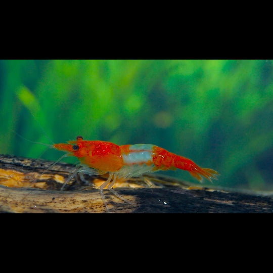 Crevette Orange RILI (Neocaridina davidi orange rili) – Sur commande – par 10