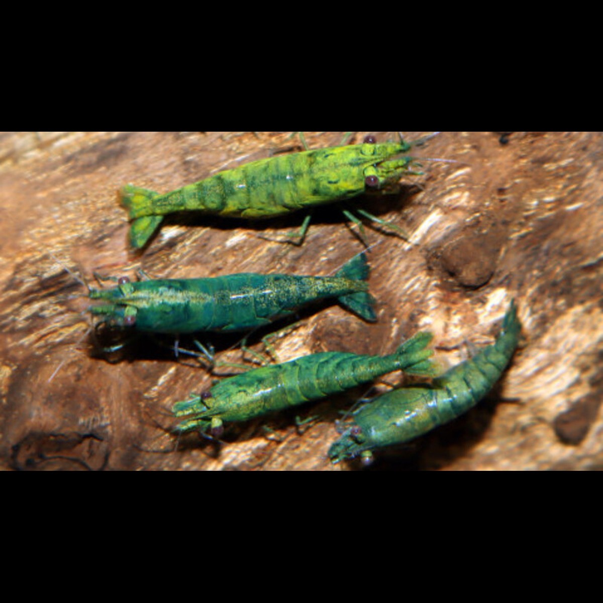 Crevette verte (Neocaridina davidi « green »)