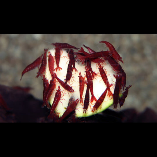 Crevette Bloody MARY (Neocaridina davidi bloody mary) – Sur commande