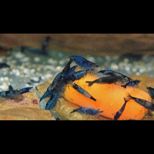 Crevette BLUE RILI (Neocaridina davidi blue rili) – Sur commande