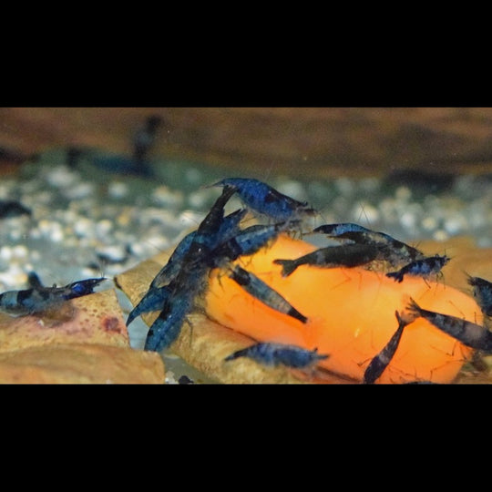 Crevette BLUE RILI (Neocaridina davidi blue rili) – Sur commande