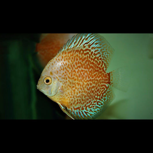 S. Aequifasciatus SNOW Eruption S (S. aequifasciatus snow eruption) – Sur commande
