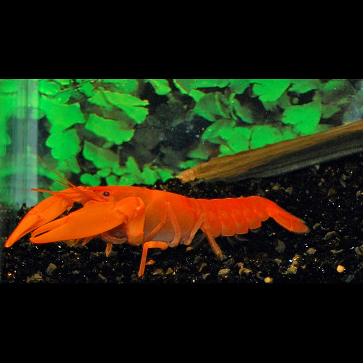 Écrevisse Orange sauvage (Cherax sp. orange) – Sur commande