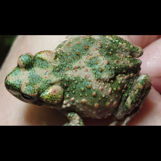 LE Crapaud VERT (Bufo brongersmai (EU-BRED)) – Sur commande