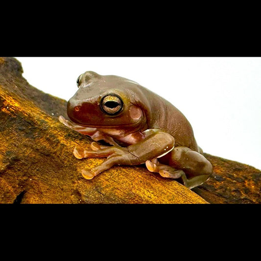 Grenouille Géante (Litoria caerulea) – Sur commande