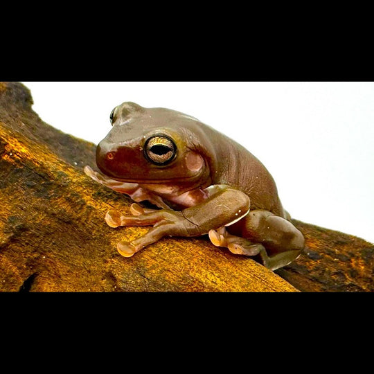 Grenouille Géante (Litoria caerulea) – Sur commande