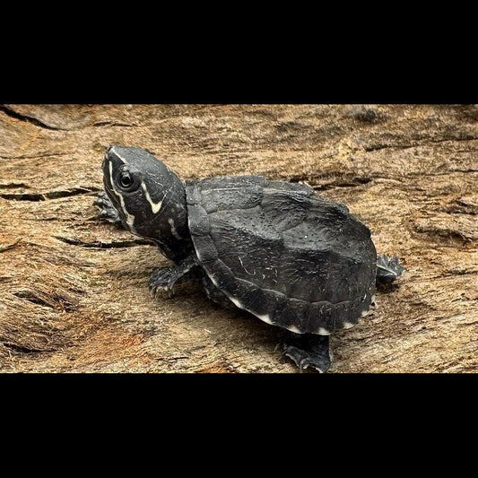Tortue Musquée (Sternot. odoratus s (DE-E 00608/26)) – Sur commande