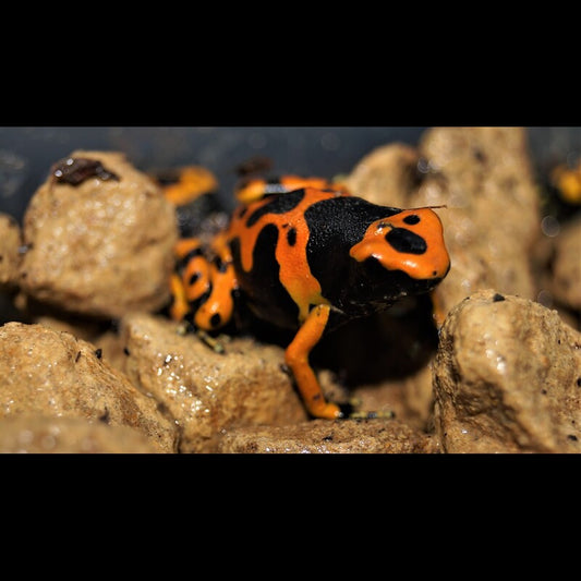 Rainette Jaguar (Dendrobates leucomelas (EU-BRED)) – Sur commande